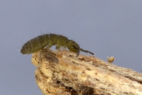 Un Collembole de 2 mm (Collembola - Isotomidae - Isotoma viridis)